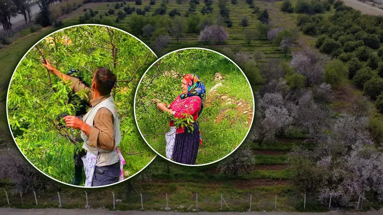 Mersin'de Baharın Tadı: Çağla Hasadı Başladı