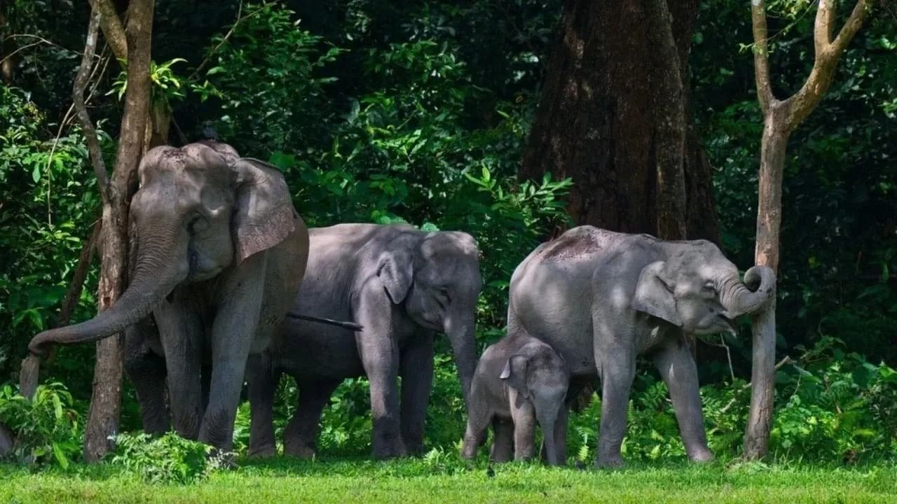 Nepal'de Aynı Fil, 14 Yıl Arayla Aynı Aileden Dört Kişiyi Hayattan Kopardı