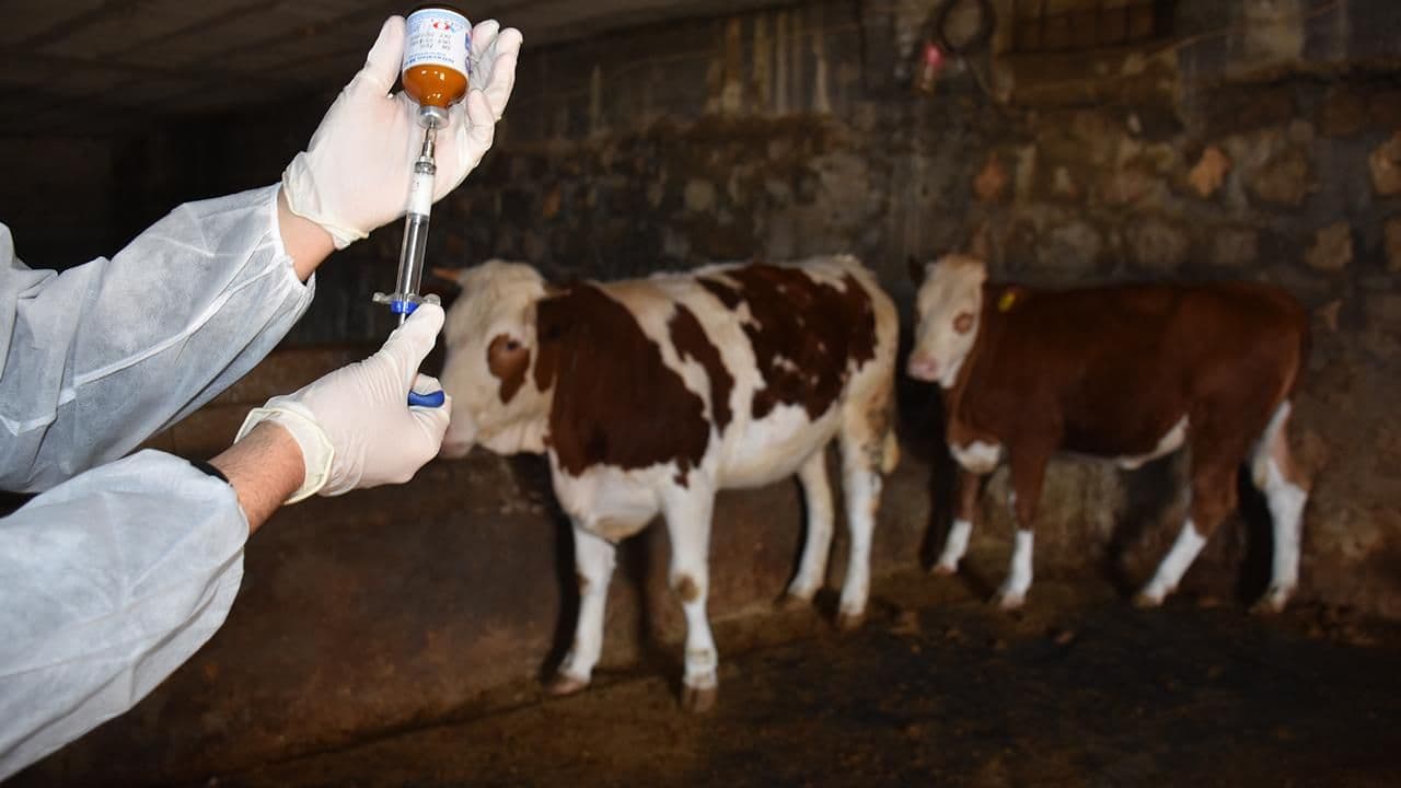 Yetiştiricilerden Aşı ve Kimliklendirme Ücreti Alınmayacak: Hayvancılıkta Yeni Destek Dönemi